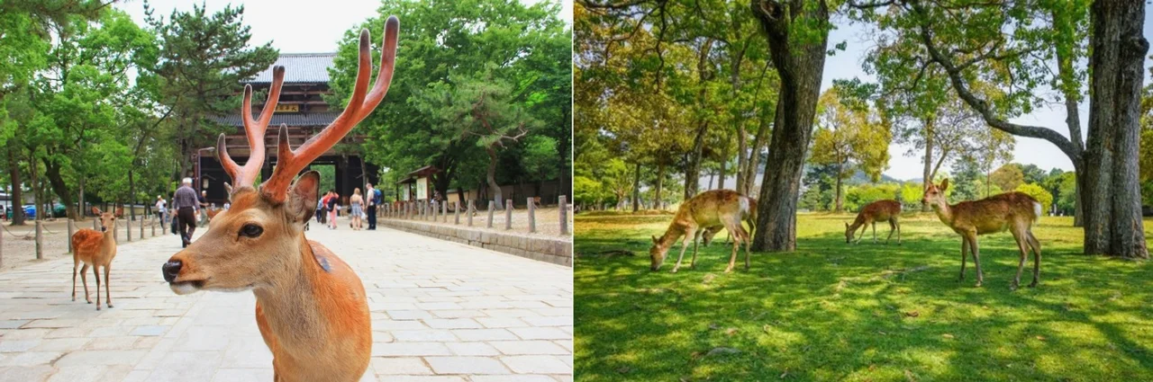 출발확정/가을시즌[히노데 시내 호텔 3 연박] 오사카 4일[매일 밤, 온천+주류 무제한/팁포함]USJ선택 DAY 3 여행 사진